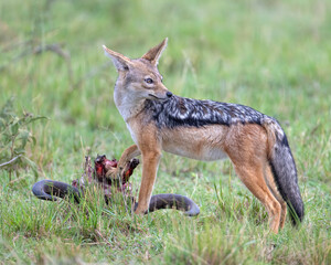 Black-backed Jackal with Wildebeest skull, Masai Mara, Kenya