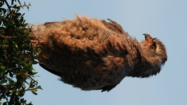 Vertical Close Up View Of Golden Eagle Standing Against The Sky During Sunset.