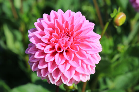 Pink blooming dahlia in sunny October