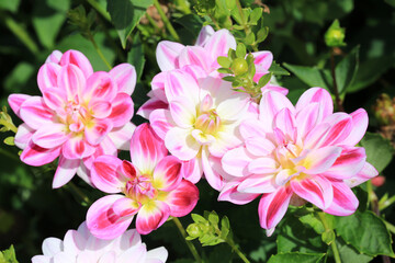Beautiful blooming dahlia in sunny October