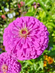 Fototapeta premium pink dahlia flower