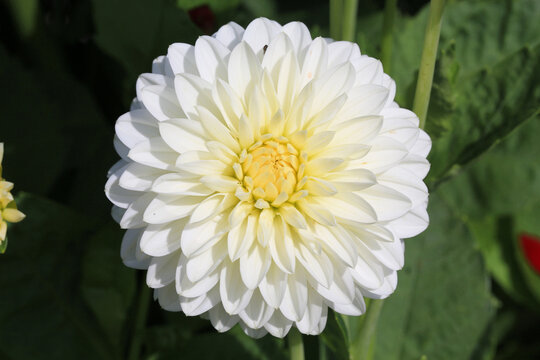 White blooming dahlia in sunny October