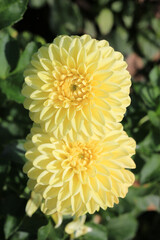 Yellow blooming dahlia in sunny October