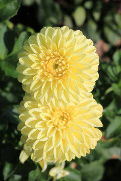 Yellow blooming dahlia in sunny October