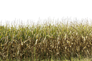Corn field