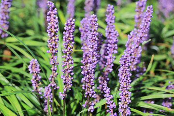 Beautiful liriope muscari in sunny October