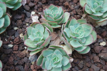Echeveria Peach Pride on ground Succulent Plants
