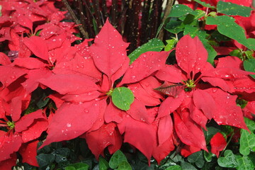 Red poinsettia flowers Euphorbia pulcherrima Christmas Star