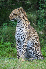 Fototapeta premium Leopard, Masai Mara, Kenya