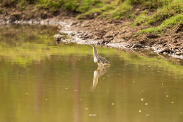 Indian Pond Heron or Ardeola grayii with reflection in shallow water or wetland of keoladeo national park or bharatpur bird sanctuary rajasthan india asia