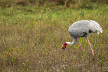 sarus crane or Grus antigone closeup feeding behaviour in natural green grass background during winter excursion at keoladeo national park or bharatpur bird sanctuary rajasthan india