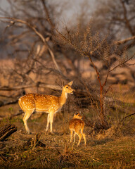 mother Spotted deer or Chital or Cheetal or axis axis with her fawn or baby in scenic and colorful landscape winter evening light at keoladeo national park or bharatpur bird sanctuary Rajasthan India