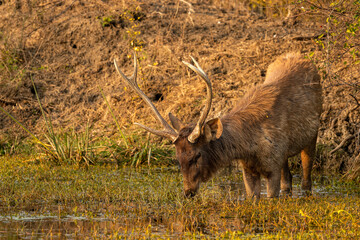 Wild male Sambar deer or rusa unicolor with long horns closeup or portrait in wetland at forest of central india asia