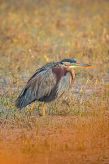 purple heron or ardea purpurea fine art closeup or portrait in winter season sunrise light at keoladeo national park or bharatpur bird sanctuary rajasthan india asia