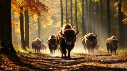 Foto op Canvas Autumn scene in Bialowieza NP Poland Wildlife with European bison in their natural habitat amidst yellow leaves © vxnaghiyev