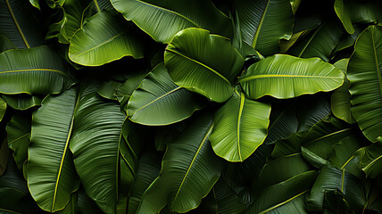 Green banana leaf texture.