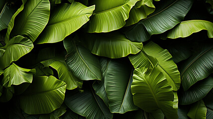 Green banana leaf texture.