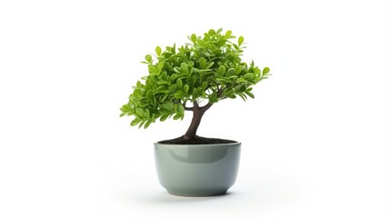 Concept image of a small fake tree in a pot perfect for interior design or office decor