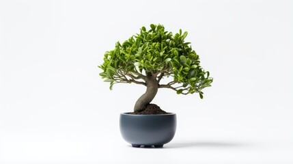 Concept image of a small fake tree in a pot perfect for interior design or office decor
