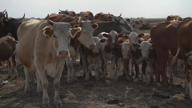 Animal farm. Cows and calves on the run