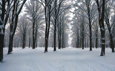Paths in the forest, Trees are snowy, snow
