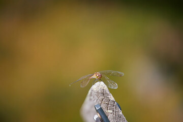 秋の公園のベンチにいるトンボの様子