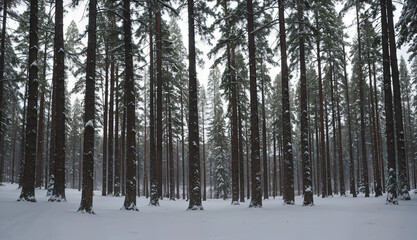 Fototapeta premium Skier in Thick Snowy Forest 
