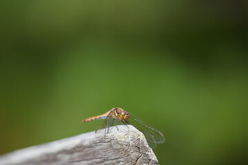 秋の公園のベンチにいるトンボの様子