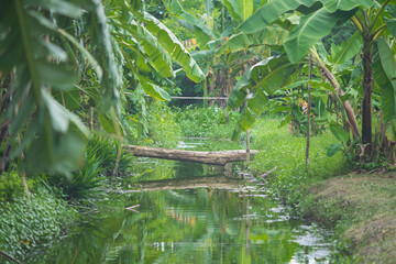 A bridge made of wooden logs is placed across a ditch in the garden.