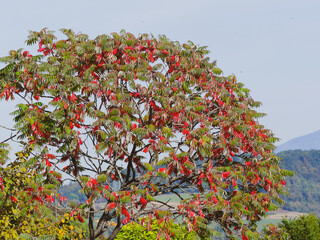Ailianthus altissima or Tree of heaven in autumn with attractive medium green to vivid red...