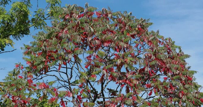 Ailianthus altissima or Tree of heaven with beautiful fall colors, reddish, yellow and light green leaflets with smooth edges and blunt teeth on twigs
