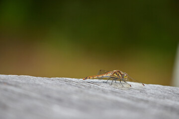 秋の公園のベンチにいるトンボの様子