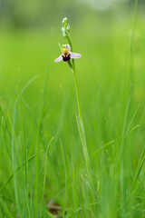 Bienen-Ragwurz, Ophrys apifera, Bienenragwurz