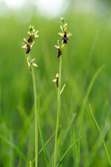 Fliegen-Ragwurz, Ophrys insectifera, Fliegenragwurz