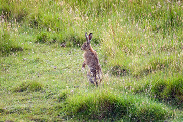 Single wild hare tentatively surveying its surroundings in the paddock.