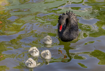 Mature adult black swan a.k.a. Black Cygnus and her adorable babies swimming in the pool at Kugulu...