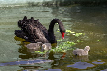 Fototapeta premium Mature adult black swan a.k.a. Black Cygnus and her adorable babies swimming and eating lettuce in the pool at Kugulu Park in Ankara