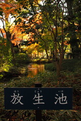 平林寺にある放生池の紅葉, Autumn leaves at Hojo Pond in Heirinji Temple.
