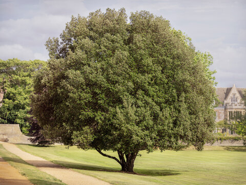 lone round crowned Holm Oak Quercus ilex on a mowed lawn with a house and bright clouds in the background