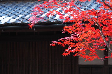 紅葉, Autumn leaves