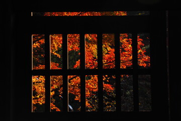 紅葉, Autumn leaves