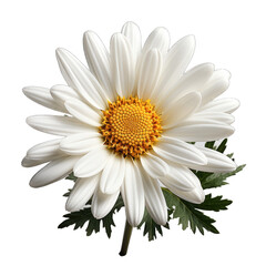 Beautiful flower daisy isolated on Transparent Background