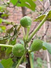 figs on tree, figs on trees and green leaves in garden