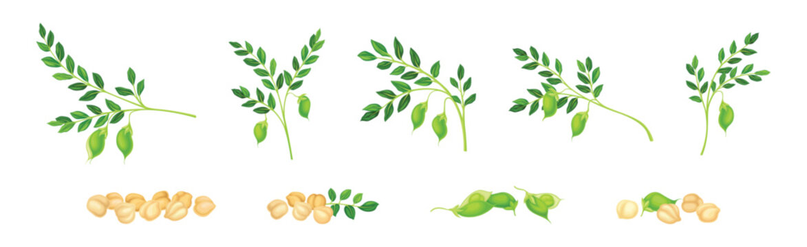Chickpea Legume Plant with Green Stem with Pod Vector Set