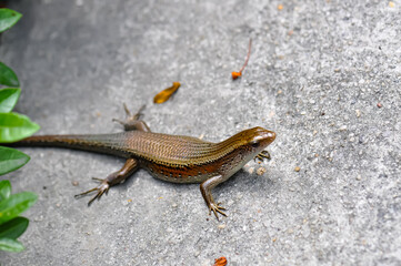 Lizard lies on the road in Thailand