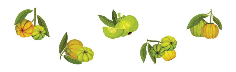 Garcinia Cambogia Fruit as South Tropical Species Vector Set