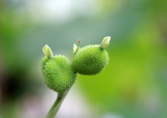 Close up photo of young Canna fruits. Canna indica, commonly known as Indian shot or arrowroot, 