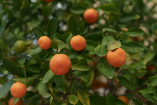 Closeup photo of ripe oranges on a tree