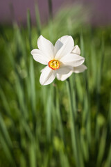 White daffodils. Narcissus flower. Small depth of field