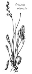 drosera, drosera obovata, monochrome flower, medicinal plant, medicinal herbs, black and white design, poplar leaf, poplar branch, black and white poplar design